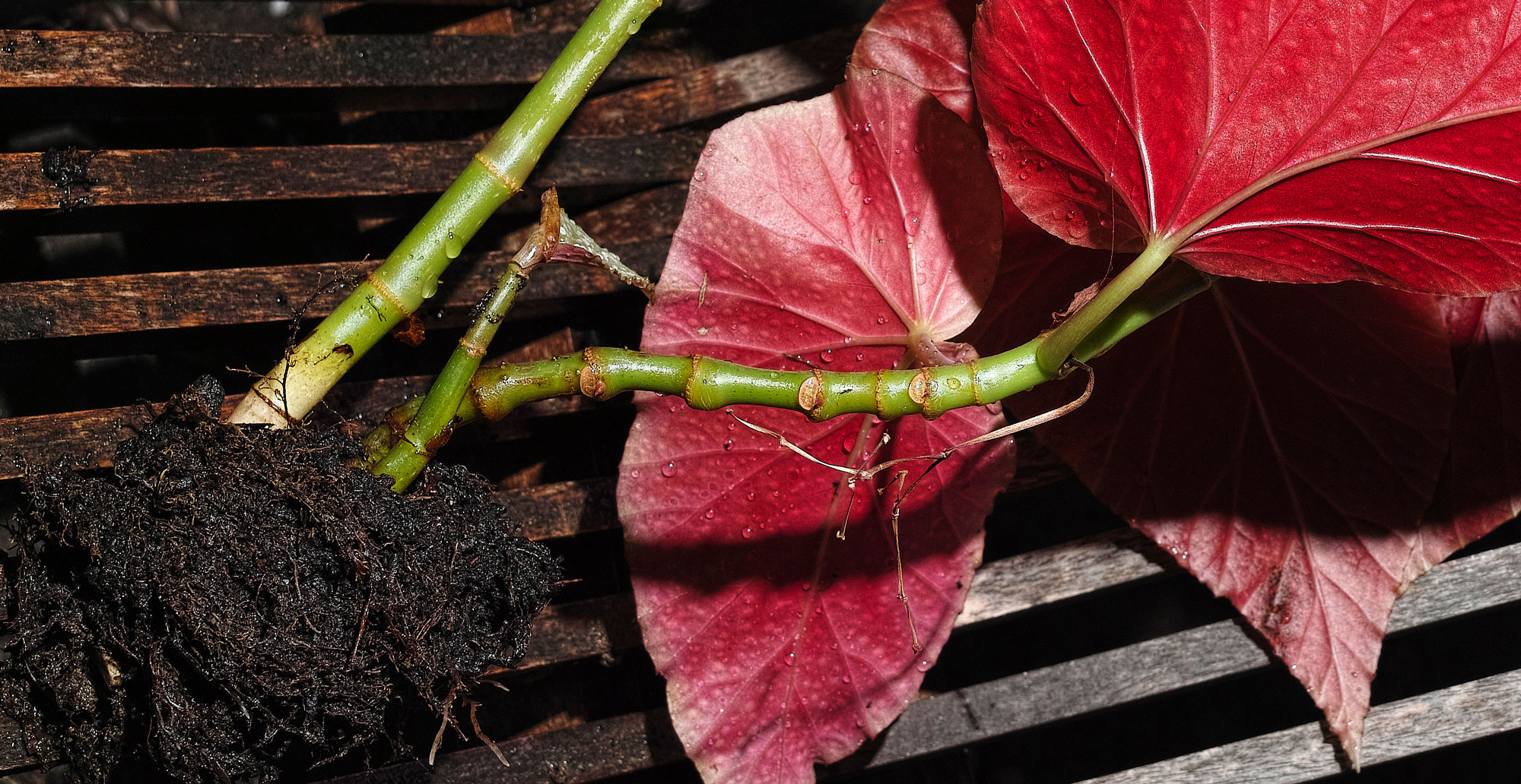 Naked Plants Michail Rybakov